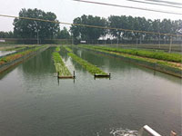 養(yǎng)殖戶：黃先生